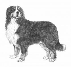 Razza Bovaro Del Bernese (Cani)