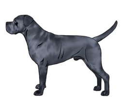 Razza Cane Corso (Cani)
