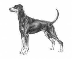 Razza Dobermann (Cani)