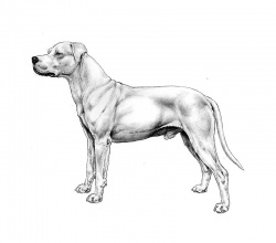 Razza Dogo Argentino (Cani)