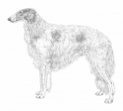 Razza Levriero (Cani)