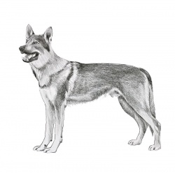 Razza Lupo Cecoslovacco (Cani)