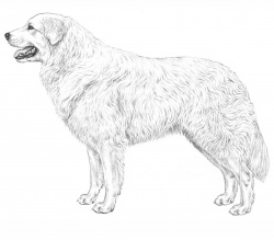 Razza Pastore Maremmano (Cani)