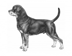 Rottweiler | Tutto sulla razza