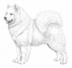 Razza Samoiedo (Cani)