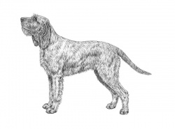 Razza Spinone (Cani)