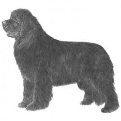 Razza Terranova (Cani)