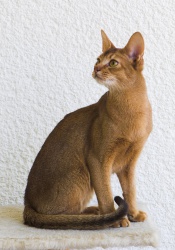 Razza Abissino (Gatti)