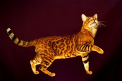 Razza Bengala (Gatti)