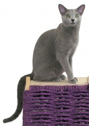 Razza Blu Di Russia (Gatti)