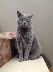 Razza British (Gatti)