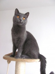 Razza Certosino (Gatti)