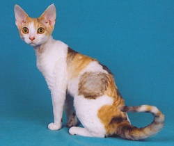 Razza Devon Rex (Gatti)