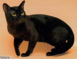 Razza Europeo (Gatti)
