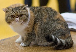 Razza Exotic Shorthair (Gatti)