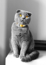 Razza Scottish (Gatti)