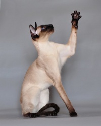 Razza Siamese (Gatti)