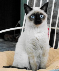 Razza Thai (Gatti)