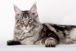 Maine Coon | Tutto sulla razza