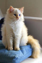 Ragdoll | Tutto sulla razza