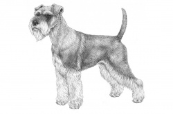 Razza Zwergschnauzer (Cani)