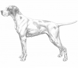 Pointer | Tutto sulla razza