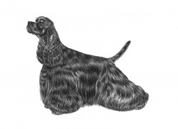 Razza Cocker Americano (Cani)