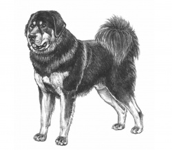 Razza Mastino Tibetano (Cani)