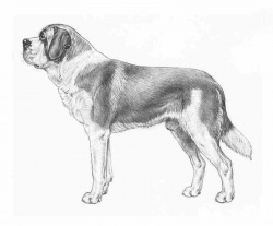 Razza San Bernardo (Cani)