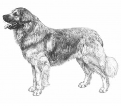 Razza Leonberger (Cani)