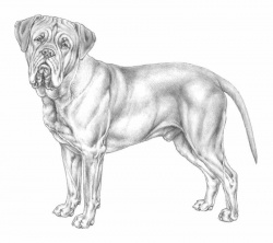 Razza Dogue De Bordeaux (Cani)
