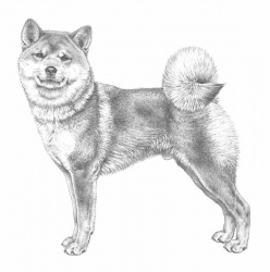 Razza Shiba Inu (Cani)