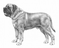 Razza Mastino Napoletano (Cani)