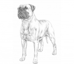 Razza Bullmastiff (Cani)