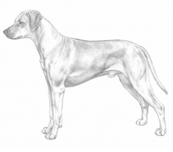 Razza Rhodesian Ridgeback (Cani)