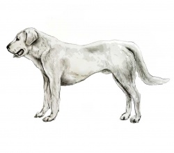 Razza Pastore Asia Centrale (Cani)