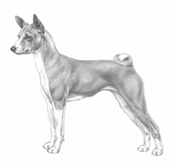Razza Basenji (Cani)