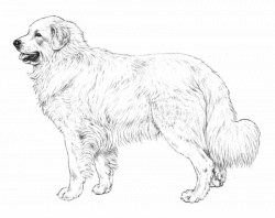 Razza Cane Da Montagna Dei Pirenei (Cani)