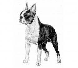 Razza Boston Terrier (Cani)