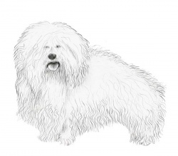 Razza Coton De Tulear (Cani)