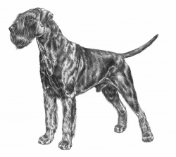 Razza Schnauzer Gigante (Cani)