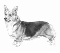 Razza Corgi (Cani)