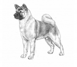 Razza Akita Americano (Cani)