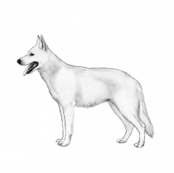 Razza Pastore Svizzero (Cani)